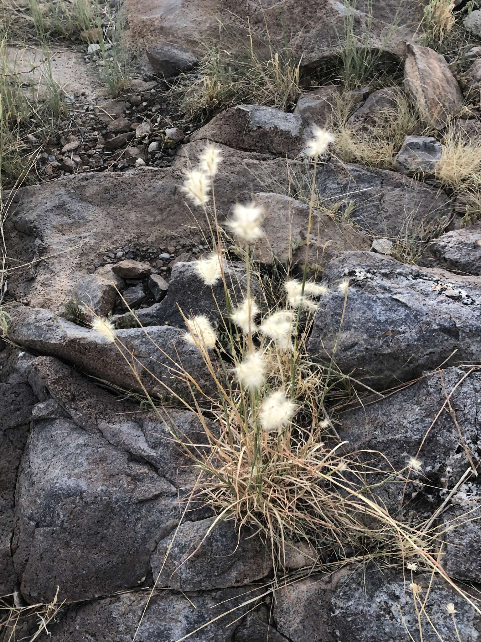 Imagem de Bothriochloa springfieldii (Gould) Parodi