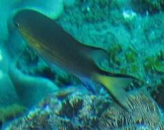 Image of Blacktail chromis