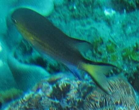 Image of Blacktail chromis