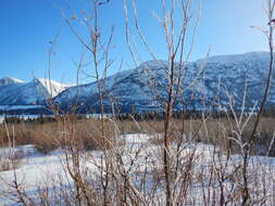 Image de Salix alaxensis (Anderss.) Coville