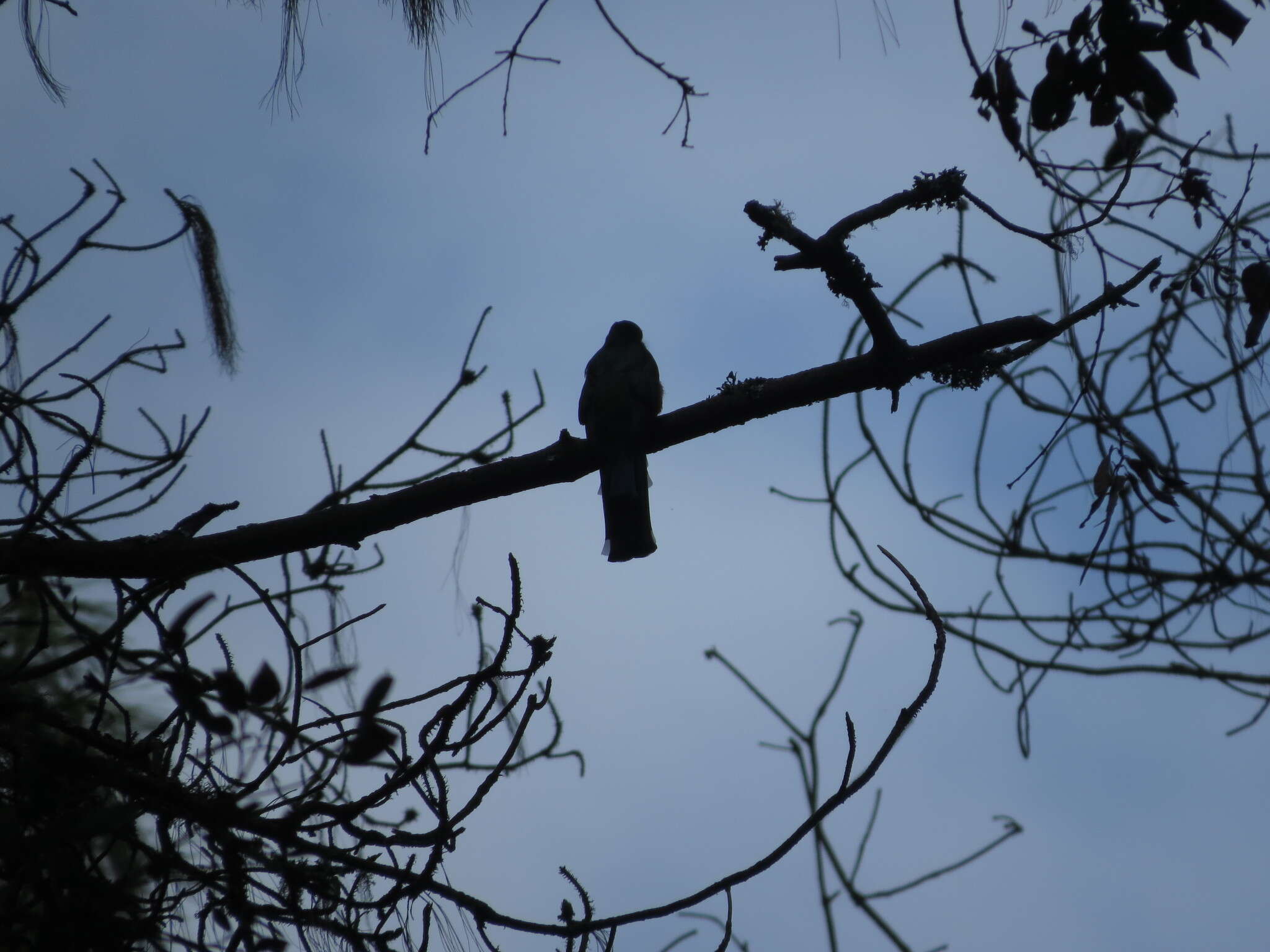 Image of Mountain Trogon