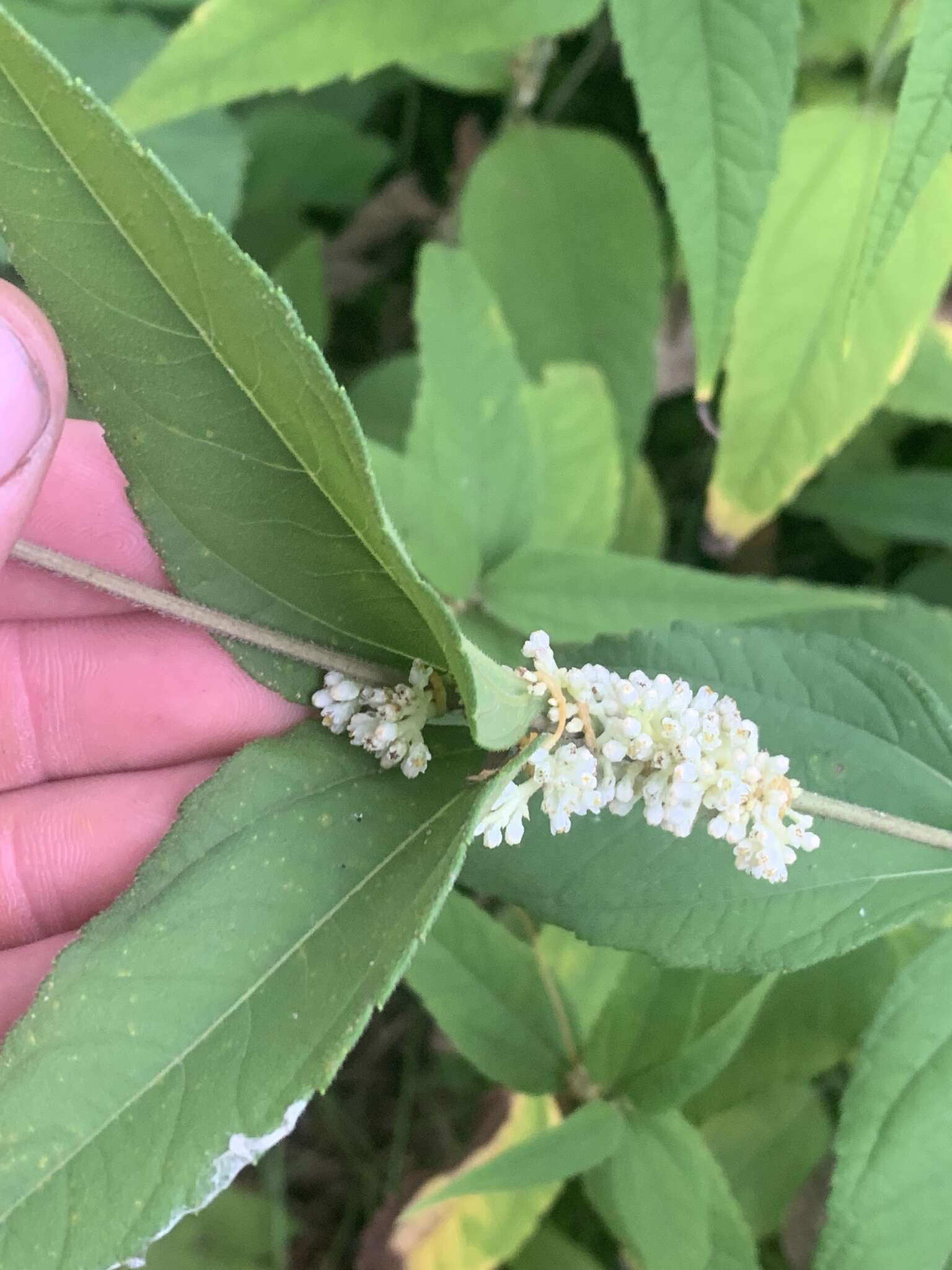 Cuscuta coryli Engelm. resmi