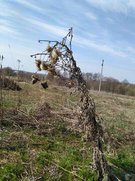 Слика од Cirsium decussatum Janka