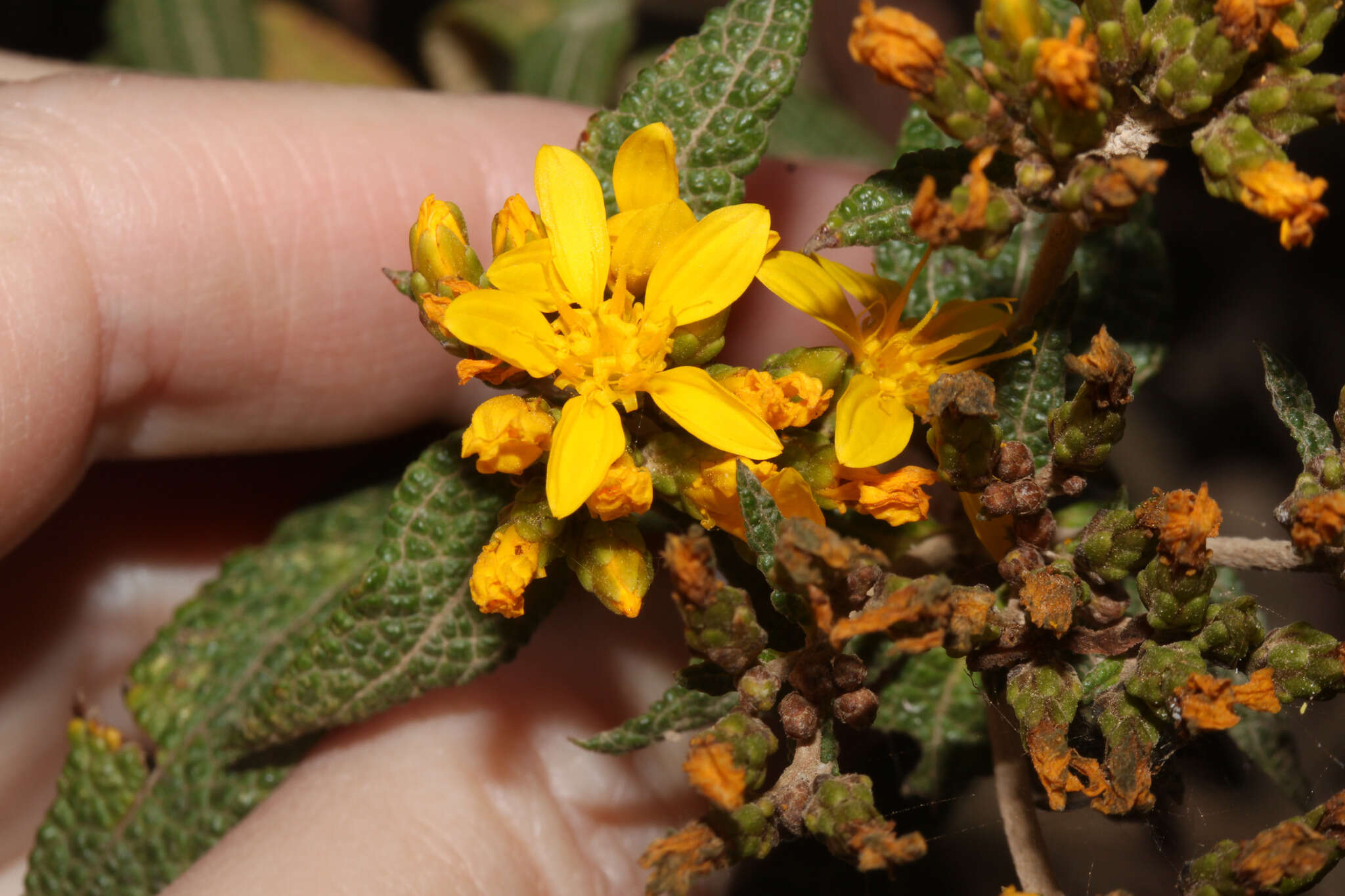 Image of Cacosmia rugosa Kunth