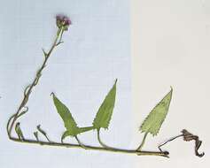 Image of Saussurea recurvata (Maxim.) Lipsch.