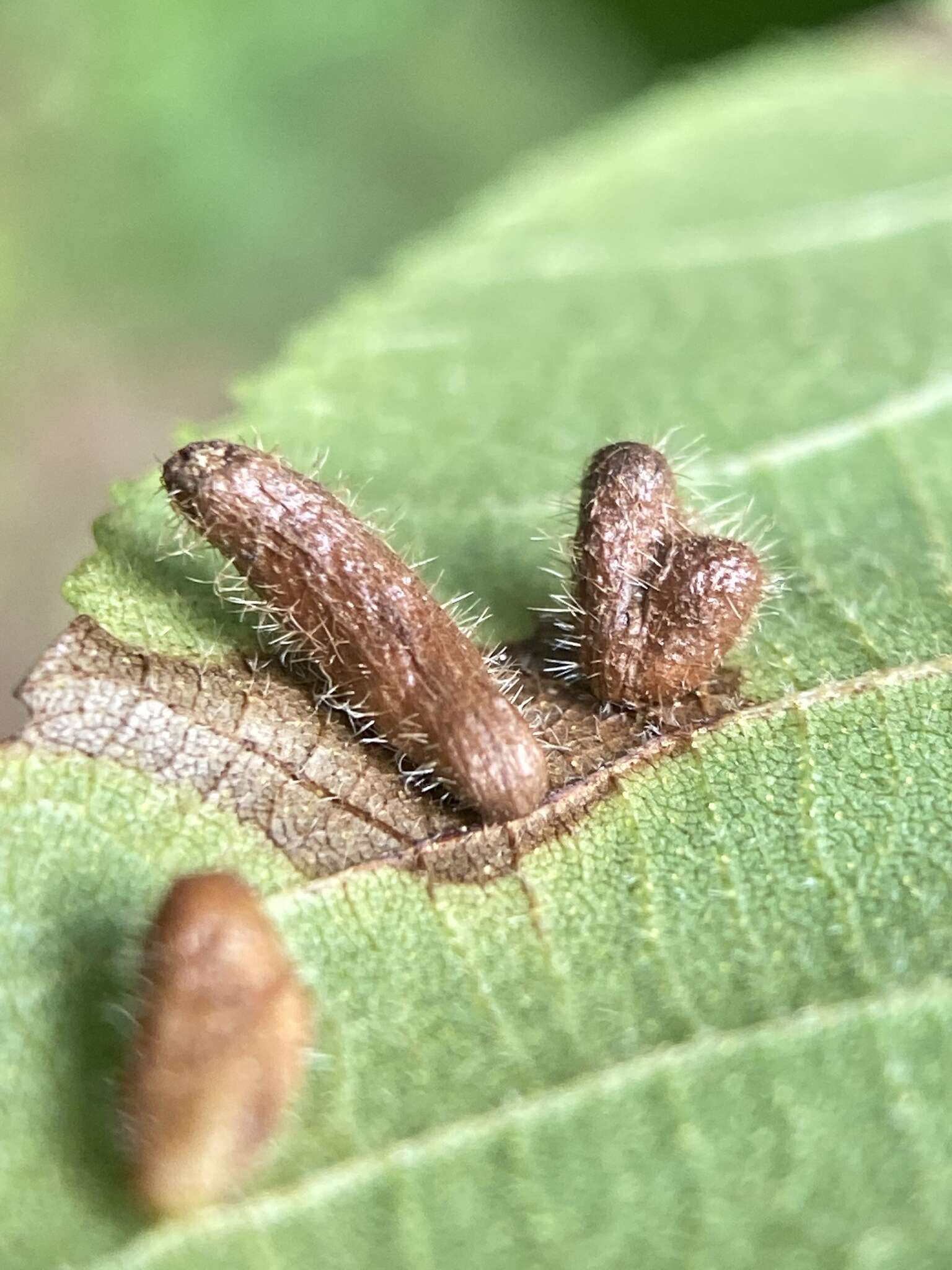 Image of Contarinia cucumata Gagne 2008