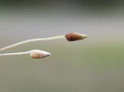 Image of serrated tussock