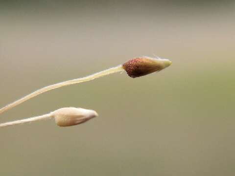 Image of serrated tussock