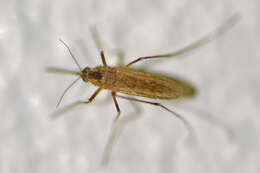 Image of Aedes dorsalis (Meigen 1830)