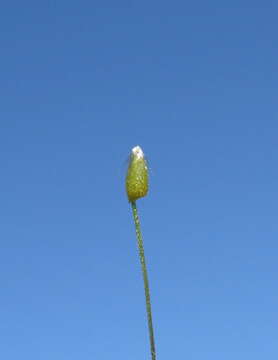 Image of serrated tussock