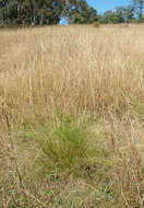 Image of serrated tussock