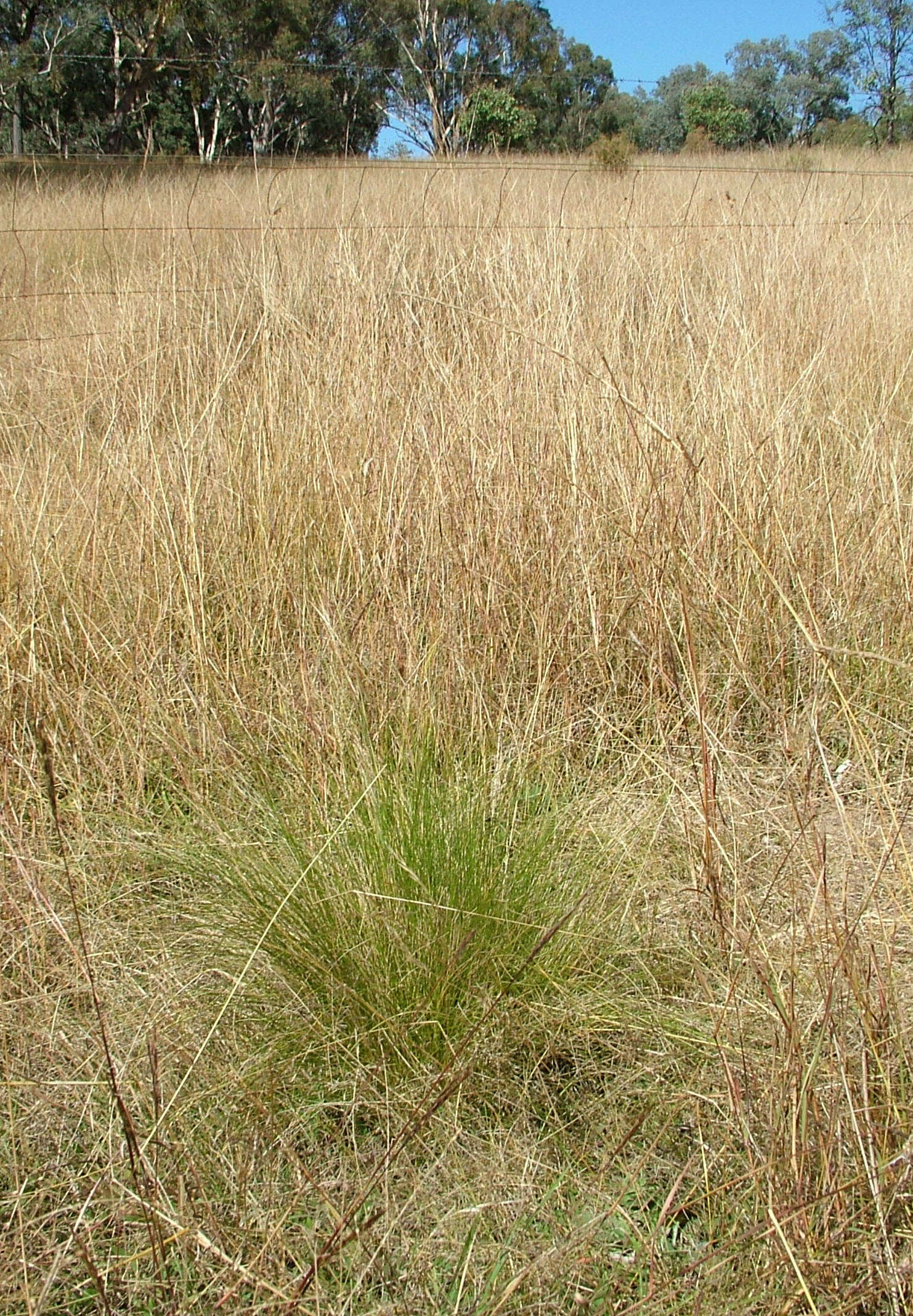 Image of serrated tussock