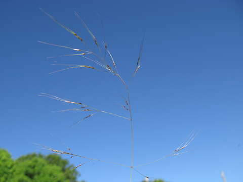 Image of serrated tussock