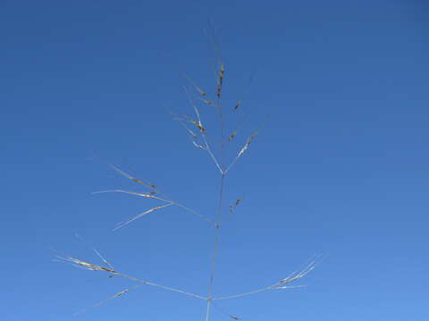 Image of serrated tussock