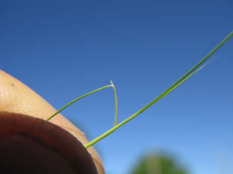 Image of serrated tussock