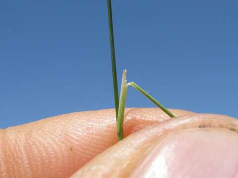 Image of serrated tussock