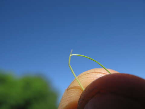 Image of serrated tussock