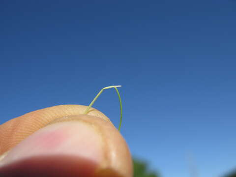 Image of serrated tussock