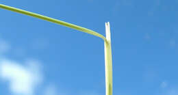 Image of serrated tussock