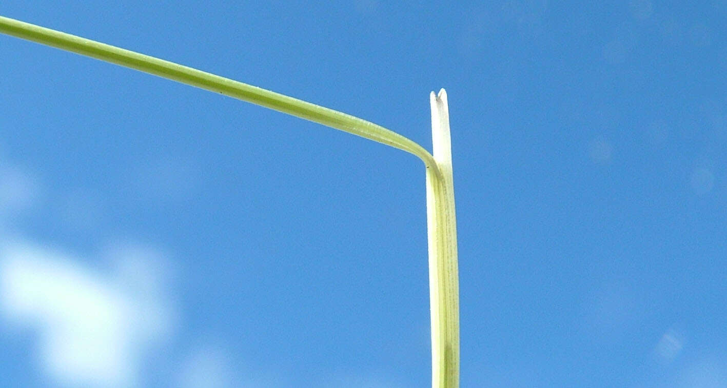 Image of serrated tussock