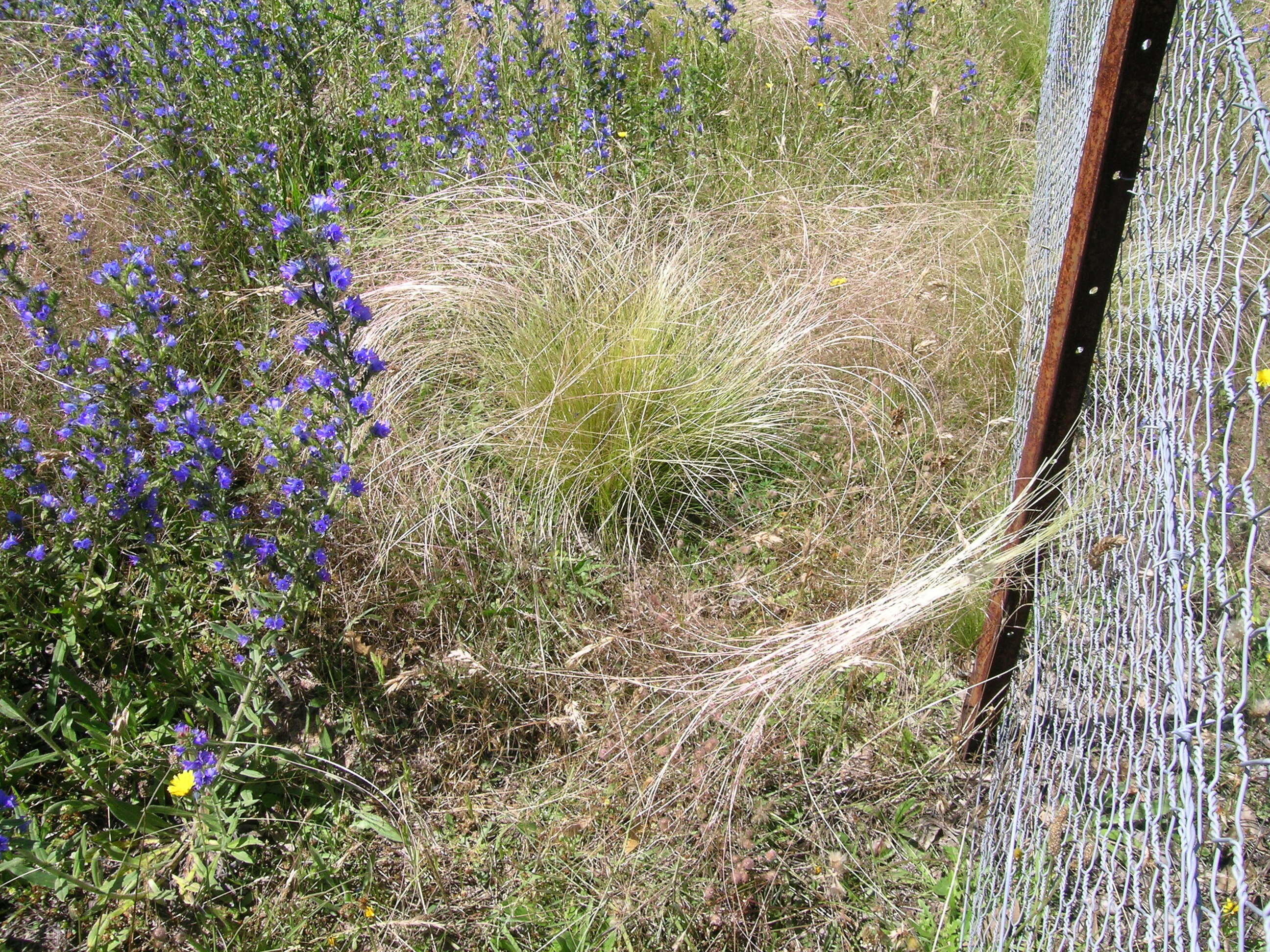 Image of serrated tussock