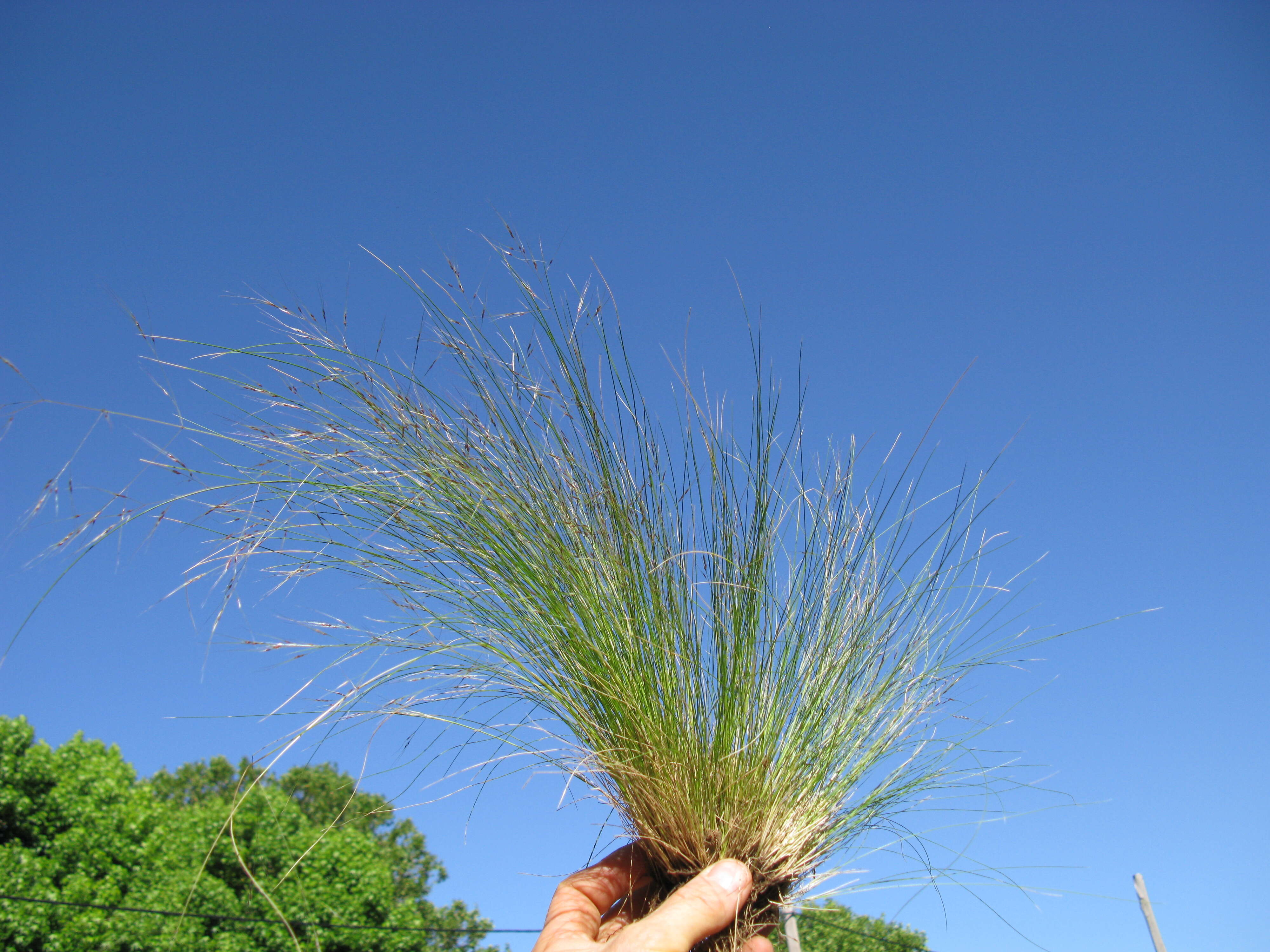 Image of serrated tussock