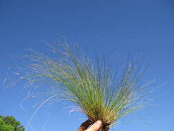 Image of serrated tussock