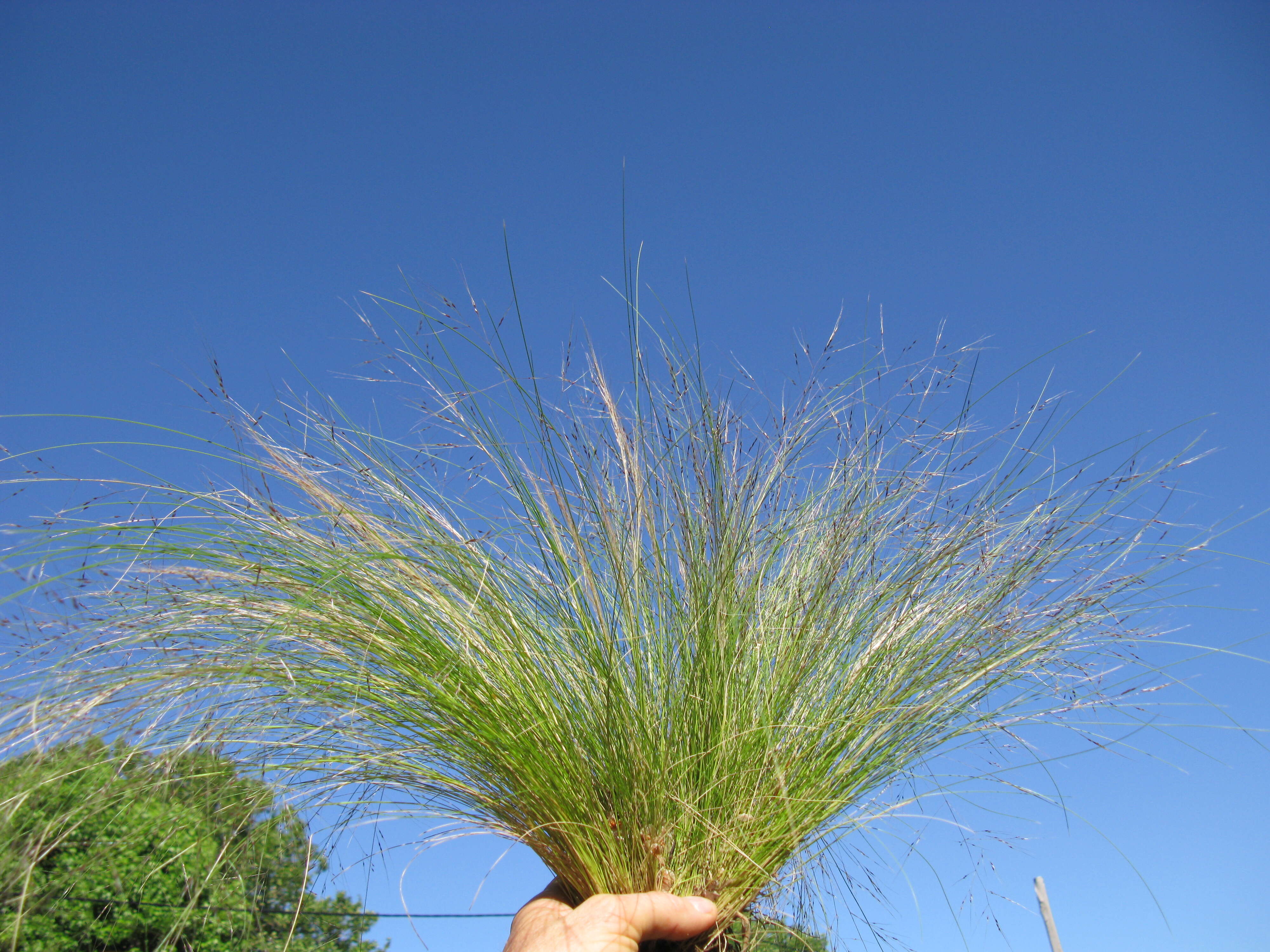 Image of serrated tussock