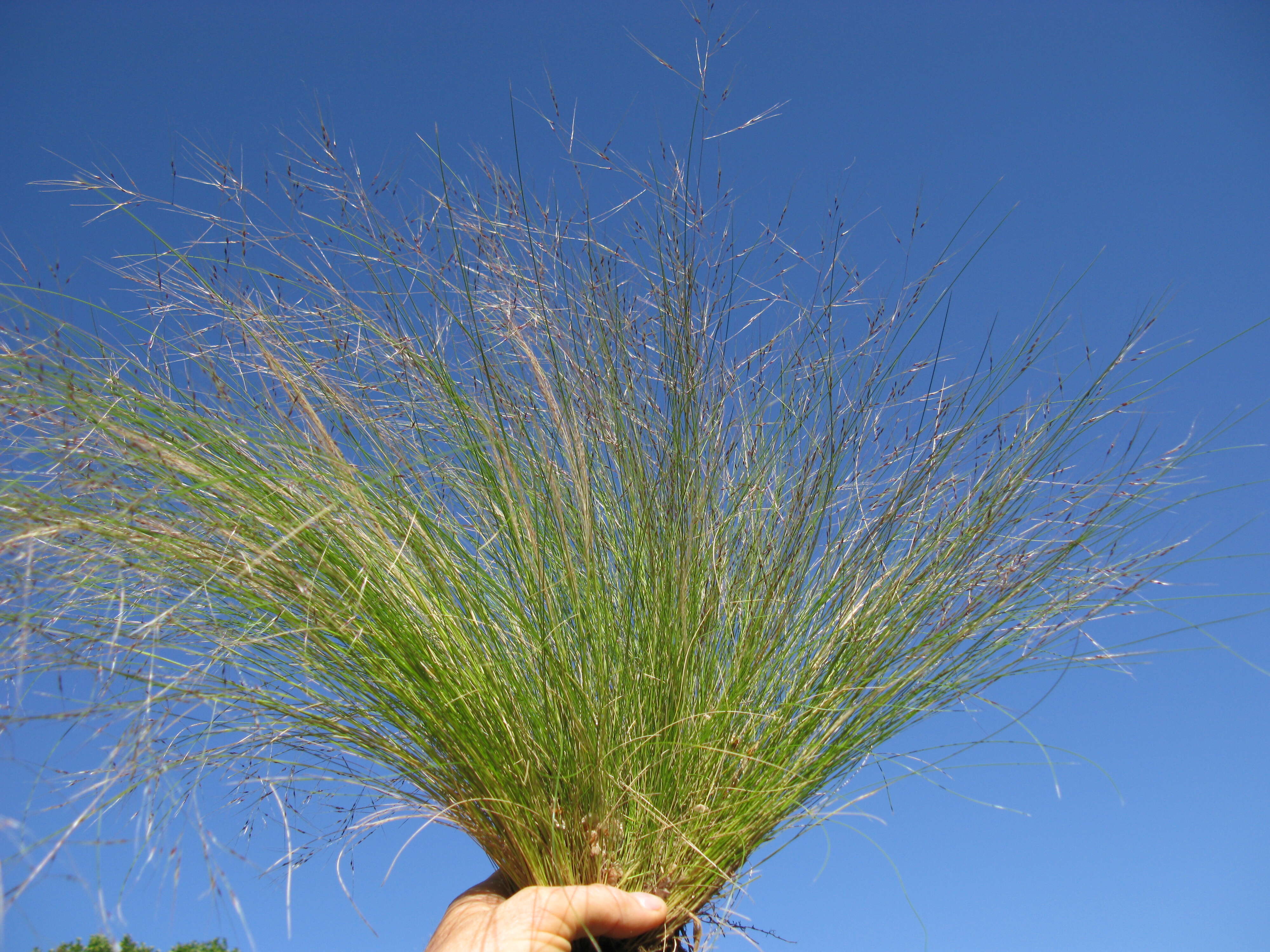 Image of serrated tussock