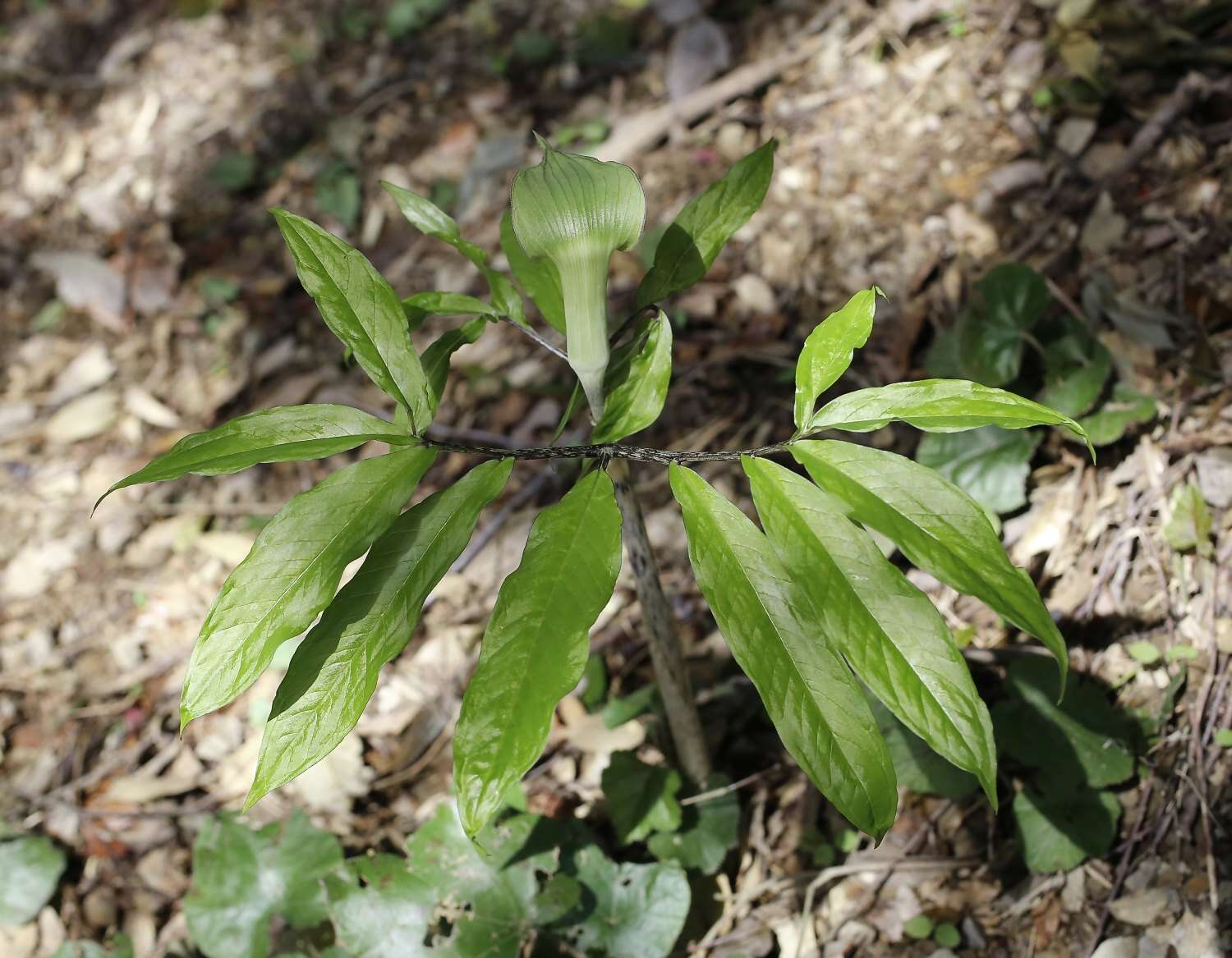 Arisaema yamatense subsp. sugimotoi (Nakai) H. Ohashi & J. Murata的圖片