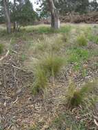 Image of serrated tussock