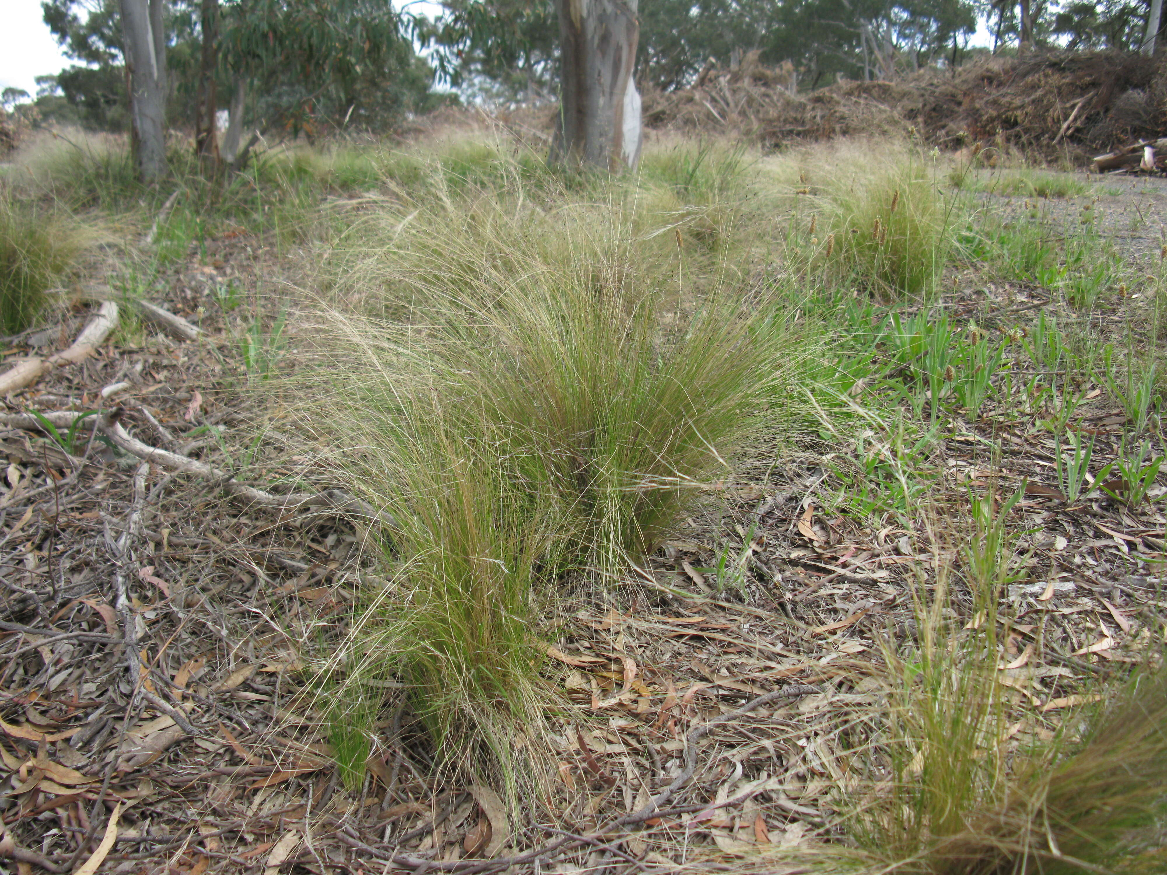 Image of serrated tussock