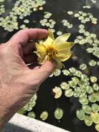 Image of yellow waterlily