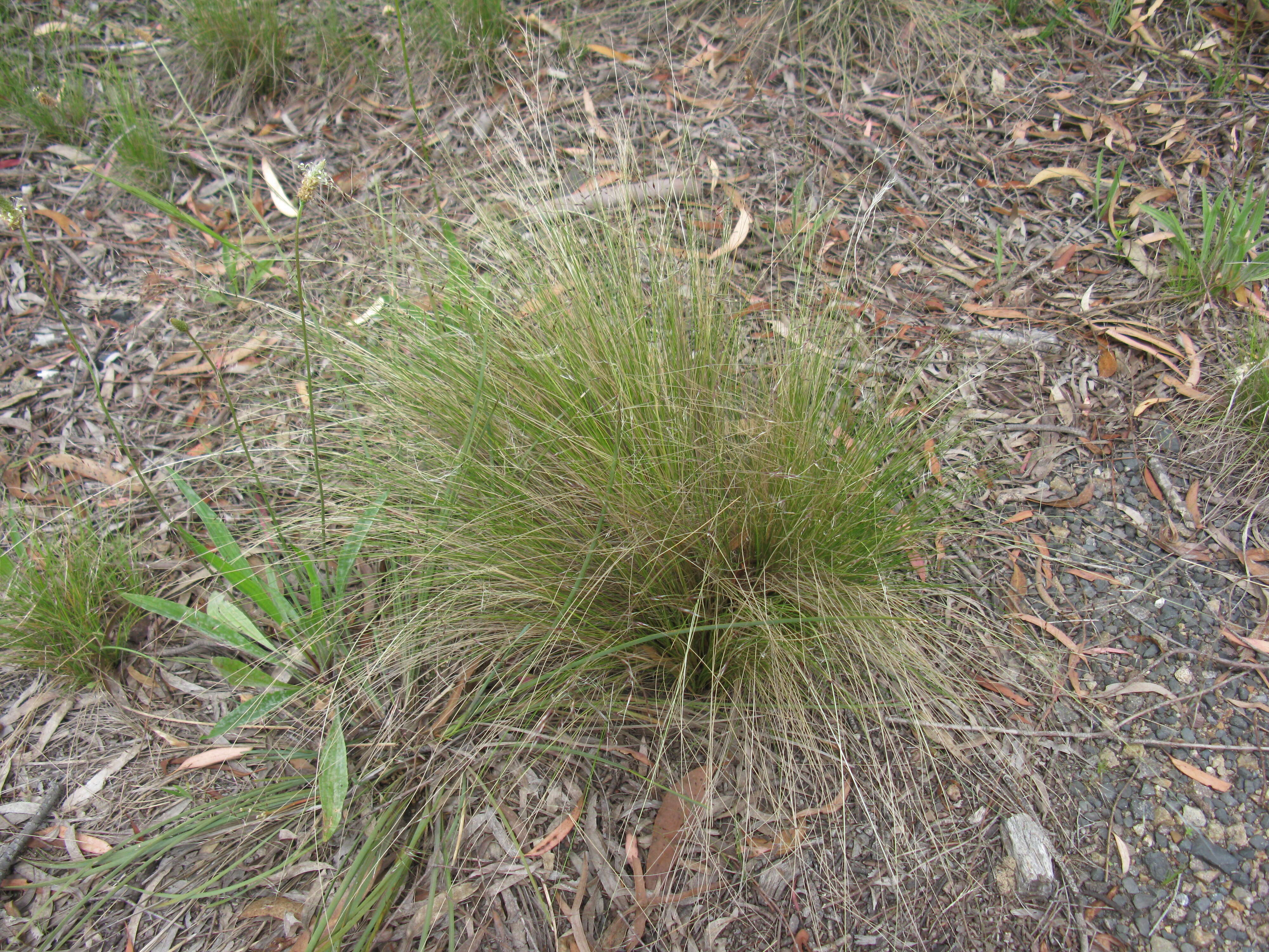 Image of serrated tussock