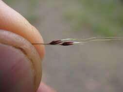 Image of serrated tussock