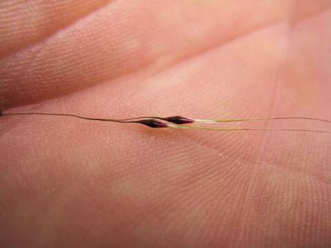 Image of serrated tussock