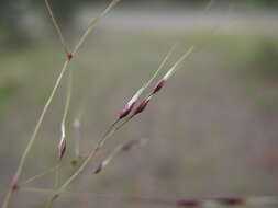 Image of serrated tussock