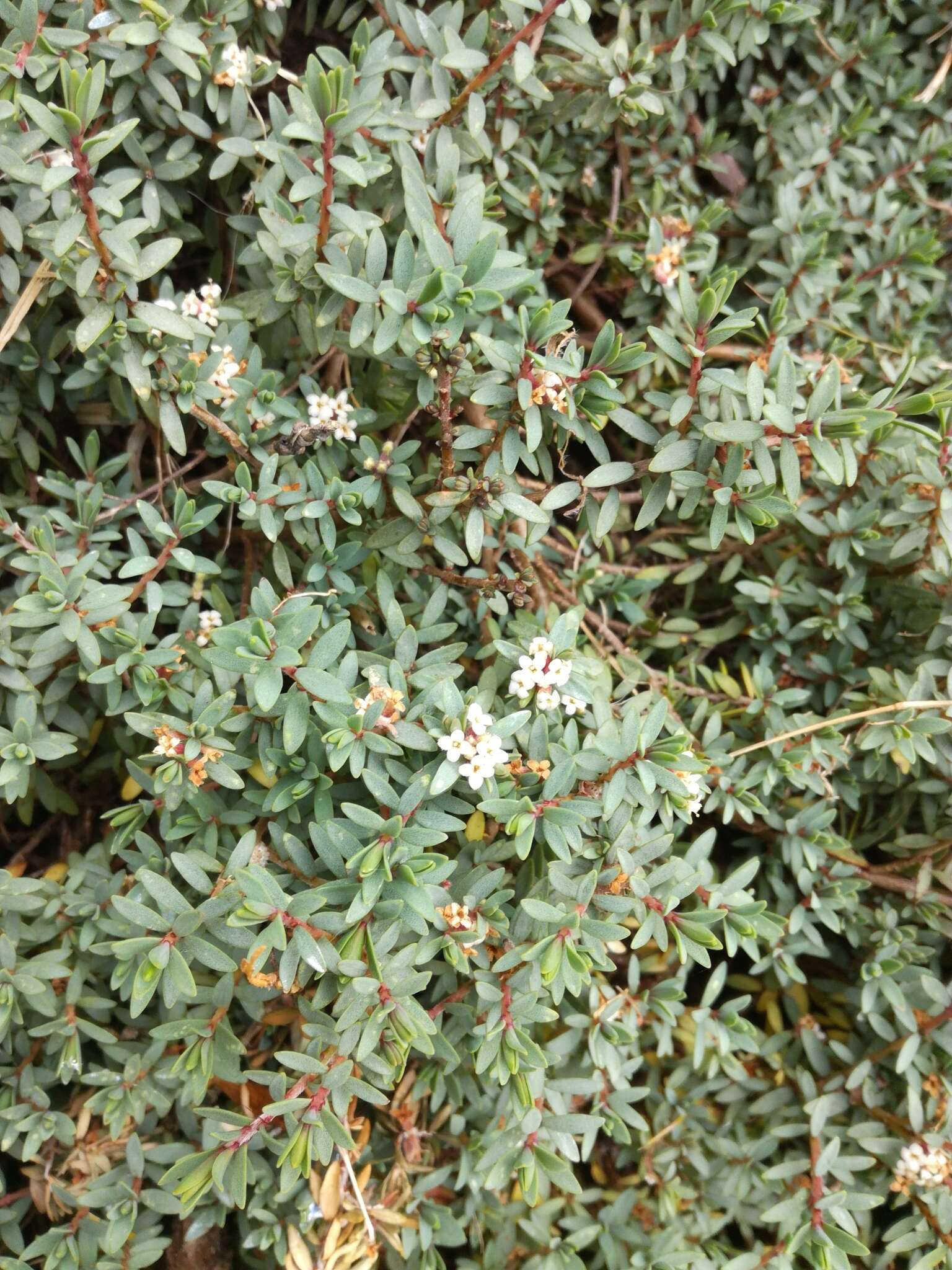 Image of Pimelea prostrata (J. R. & G. Forst.) Willd.