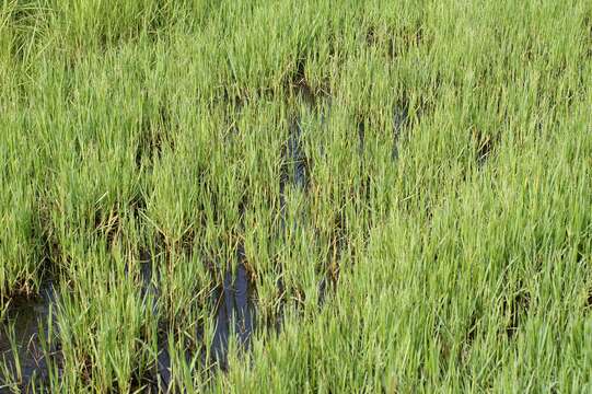 Imagem de Panicum repens L.