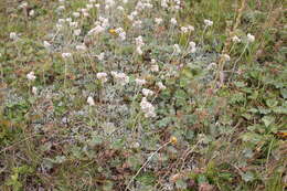 Image of Antennaria caucasica A. Boriss.