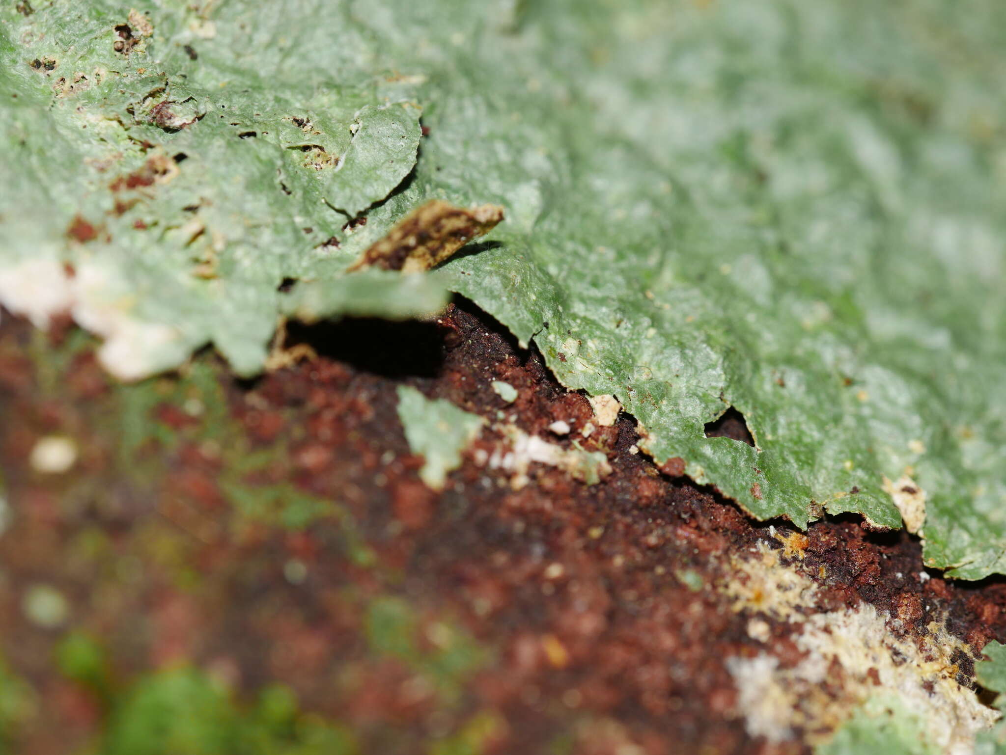 Image of Porina exocha (Nyl.) P. M. McCarthy