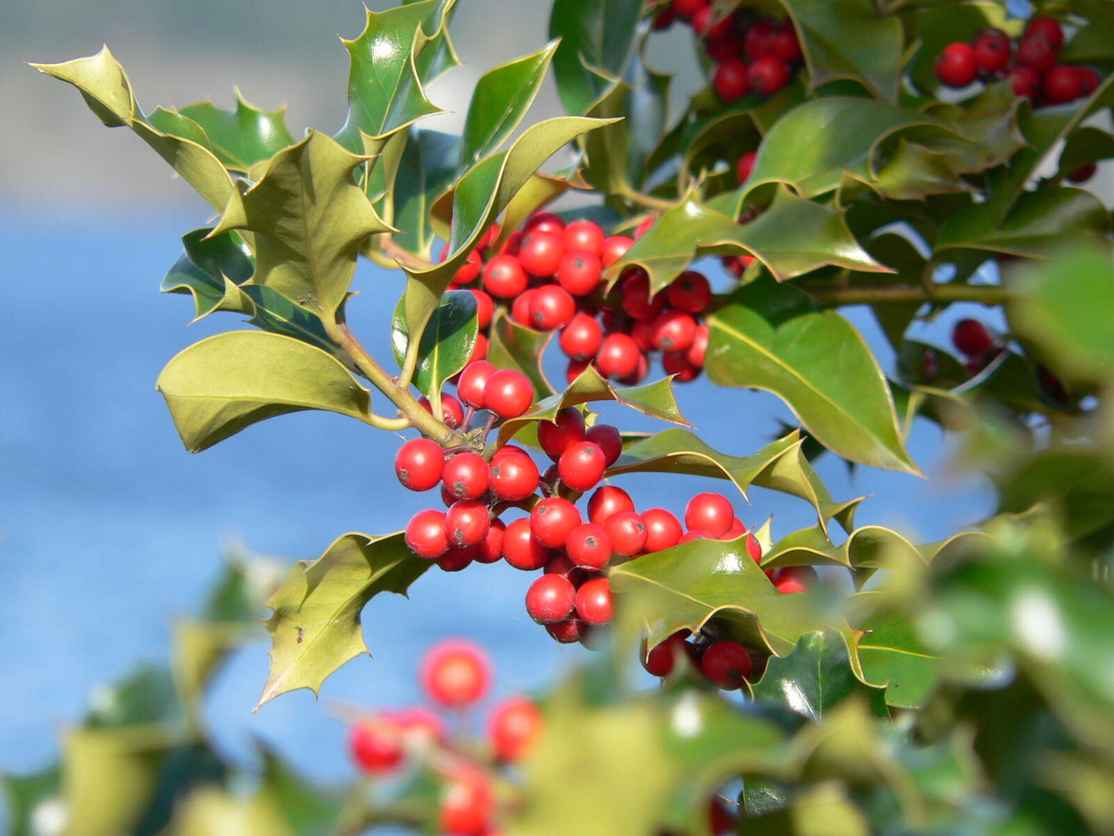 Image of English holly