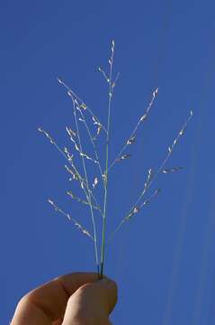 Imagem de Panicum repens L.