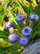 Image of Globularia amygdalifolia Webb