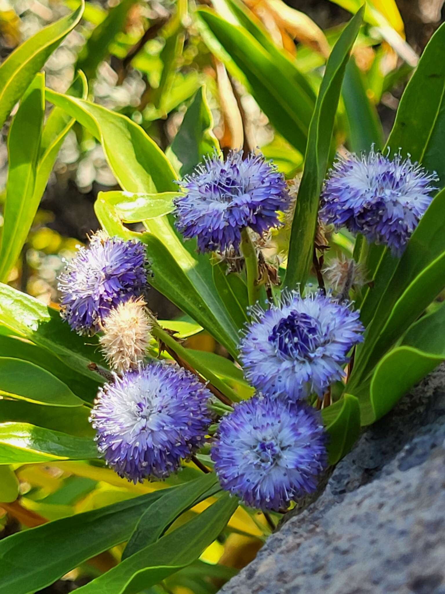 Image of Globularia amygdalifolia Webb