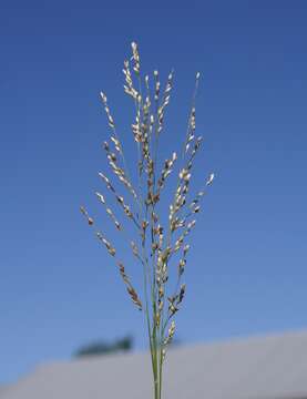 Imagem de Panicum repens L.