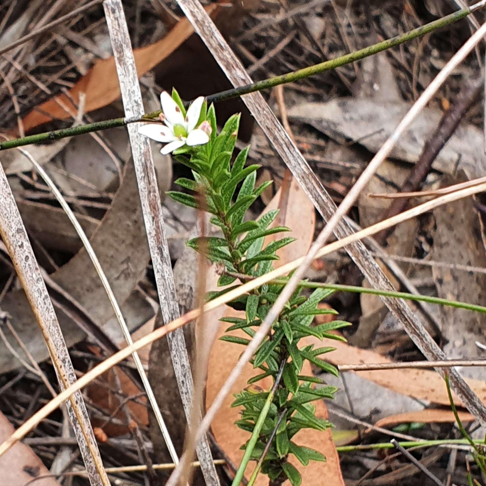 Imagem de Rhytidosporum diosmoides (Putt.) L. W. Cayzer, M. D. Crisp & I. R. H. Telford