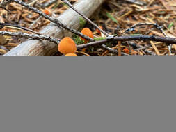 Sivun Mycena strobilinoidea Peck 1893 kuva