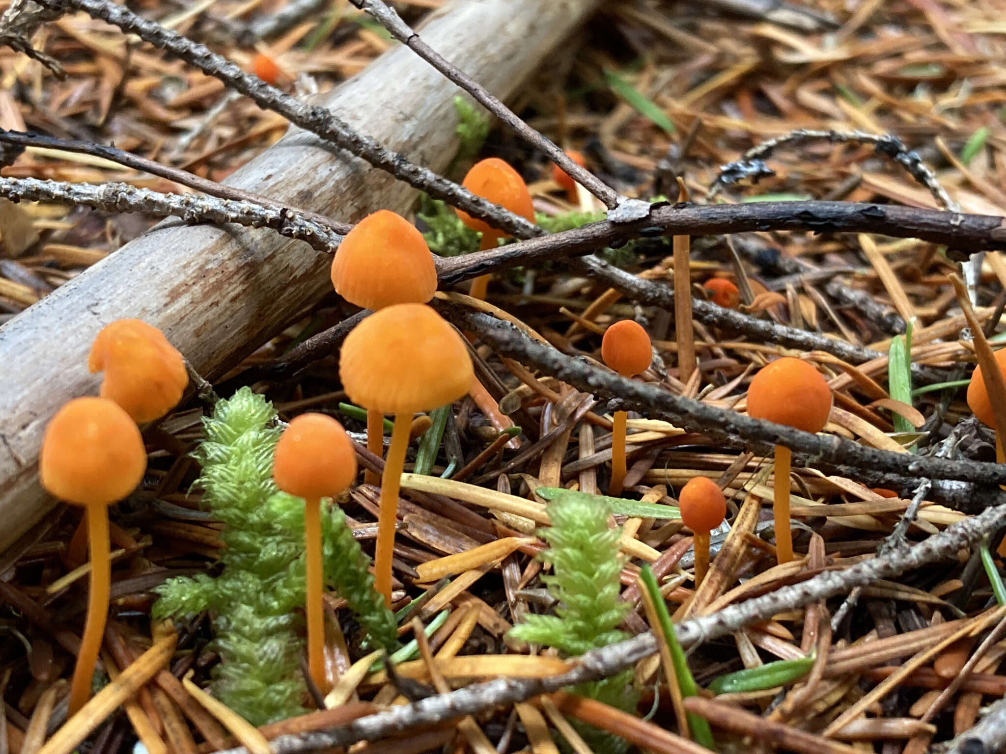 Sivun Mycena strobilinoidea Peck 1893 kuva