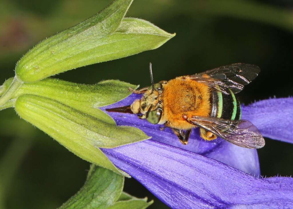 Sivun Amegilla cingulata (Fabricius 1775) kuva